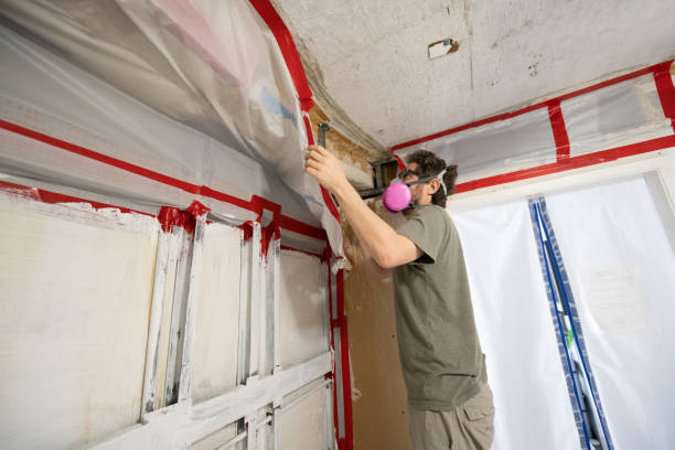 Best Black Mold Removal  in USA